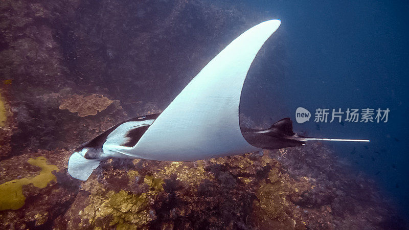 罕见的水下近距离接触濒危物种海洋蝠鲼(Manta birostris)